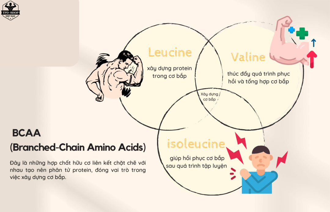 Quá trình tổng hợp protein